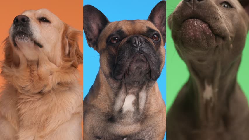 montage of 3 different types of adorable animals sticking out tongue, being greedy and licking nose in front of colorful background