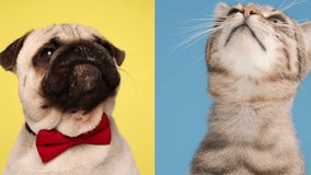 project video of elegant pug puppy with red bowtie looking up and licking nose next to his cat friend being greedy while looking up on blue background