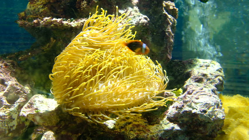Underwater scene with coral reef and tropical fish. Video 4k format.