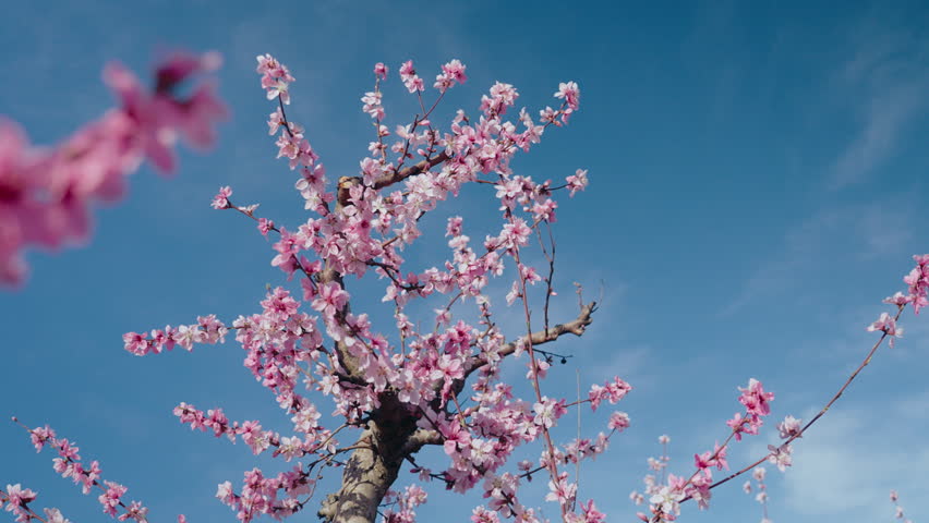 Tender pink cherry tree petals swing in the light wind against clear blue sky. Almond or peach tree blossoming season at organic fruit farm. Sakura festival in Japan.  Royalty-Free Stock Footage #3431362909