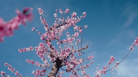 Tender pink cherry tree petals swing in the light wind against clear blue sky. Almond or peach tree blossoming season at organic fruit farm. Sakura festival in Japan.  - Powered by Shutterstock - Get 15% off with code: PIKWIZARD15