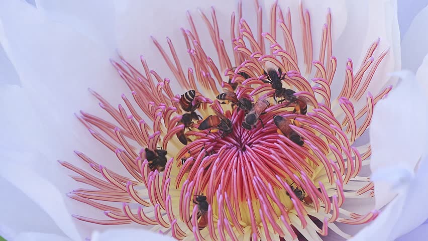 Video moving under the wind. A bee feeds on the nectar in the yellow and pink pollen of an Australian giant water lily or NYMPHAEA GIGANTEA WATERLILY. Beautiful feeding video. Royalty-Free Stock Footage #3431392903