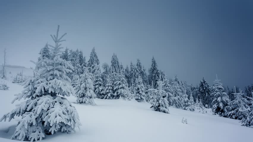 Beautiful winter landscape with snow covered trees. Carpathian, Ukraine. Time