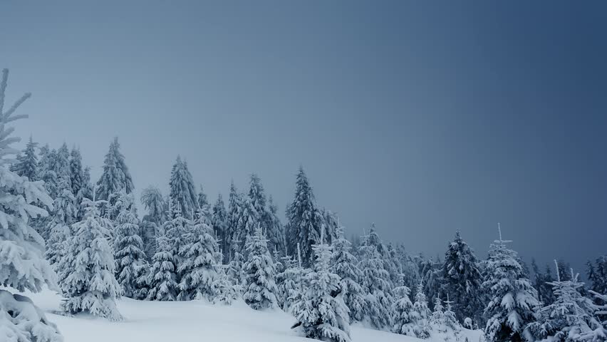Beautiful winter landscape with snow covered trees. Carpathian, Ukraine. Time