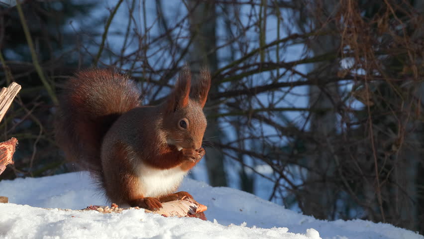 red squirrel animal on ground feed watching zoom in natural world norway