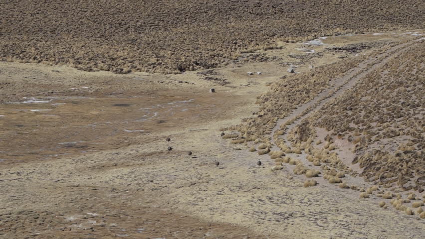 Nandus next to the Abra del Acay mountain pass along the dry and arid landscape of northern Argentina at the Ruta 40 gravel road through the Altiplano of the Andes in south America.