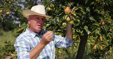 Pear Trees Cultivator Farmer Man Talking Looking Camera News Organic Agriculture