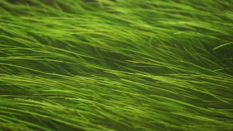 Green seagrass hover in the water. Seaweed is a common aquatic plant. Zostera marina grows in the river, lake, sea or in the ocean.