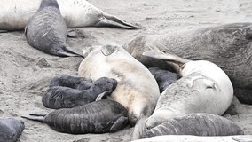 4K HD hand held video close up of mom and baby elephant seals hauled out on a beach in Northern California. Piedras Blancas Rookery. Pup nursing.
