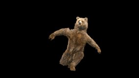 Bear Dancing CG fur 3d rendering animal realistic composition 3d mapping cartoon, Included in the end of the clip with Luma matte.