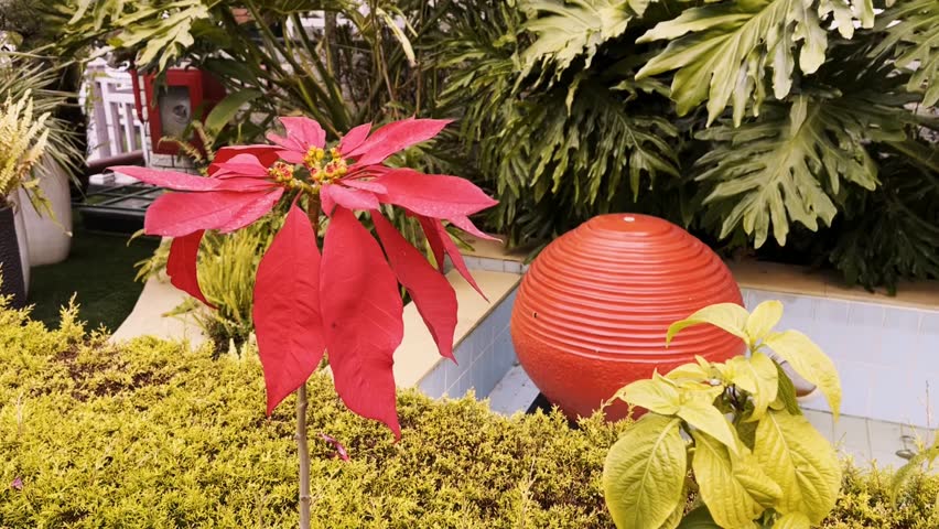 A red poinsettia growing in a graden