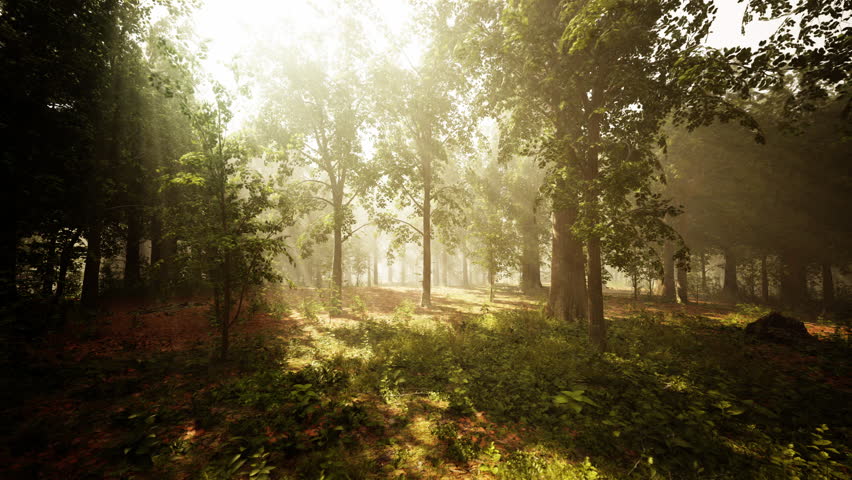 sun's rays break through the branches of trees glowing in the morning fog Royalty-Free Stock Footage #3431558337