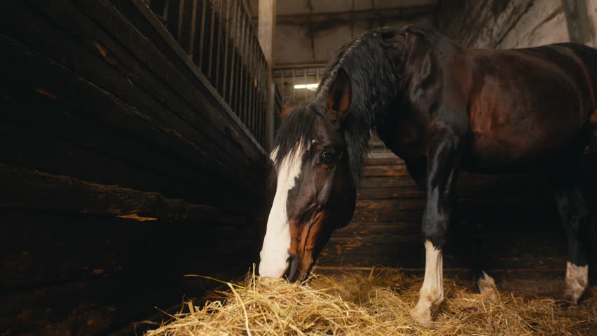 Hearty moments captured as a horse engages in eating within its stable