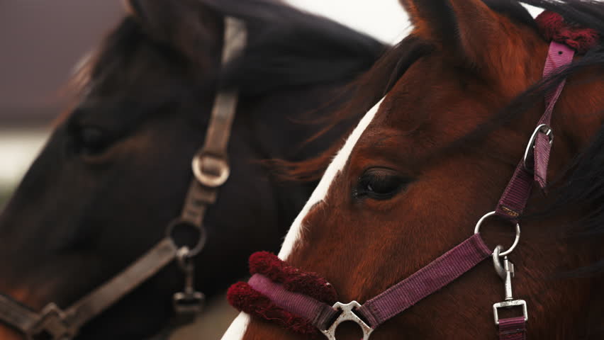 Treasured footage capturing the harmony of two horses wearing equipped bridles in an outdoor scene Royalty-Free Stock Footage #3431619117