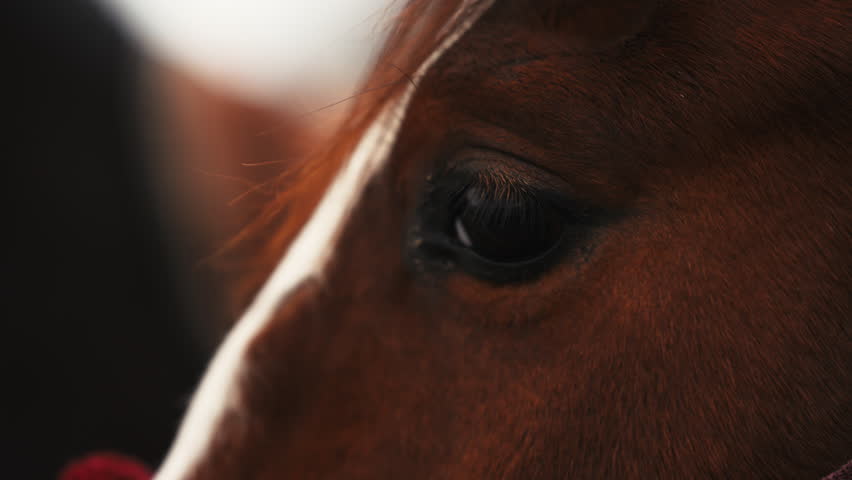 Eye close-up capturing the essence of a brown horse