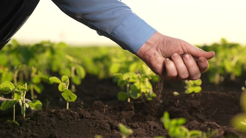 farmer shaking soil his hand. Agriculture. environmentally friendly land. soil agriculture. spring seedlings fertilized soil field. business growing vegetation. senior farmer checking quality dry soil Royalty-Free Stock Footage #3431645115