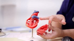 Close-up video of a female cardiologist using a model to explain procedure to a patient