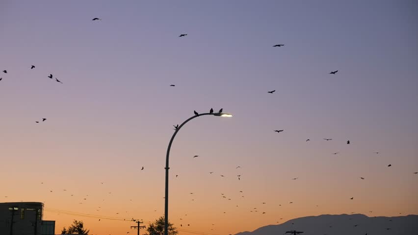 Flock of Migrating Birds Flying and Perched on a Streetlight, After Sunset Sky