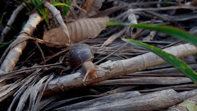 This video captures the serene moments as the snail explores its surroundings. Each unhurried movement creates a peaceful and mesmerizing glimpse into the natural world