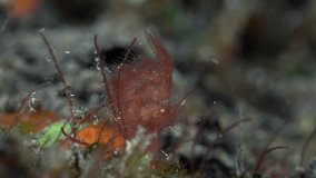 The red hairy shrimp sits on red algae growing at the bottom of the tropical sea and disguises itself as them.
Red algae shrimp (Phycocaris simulans) 1 cm. ID: tiny, mimics floating red algae.