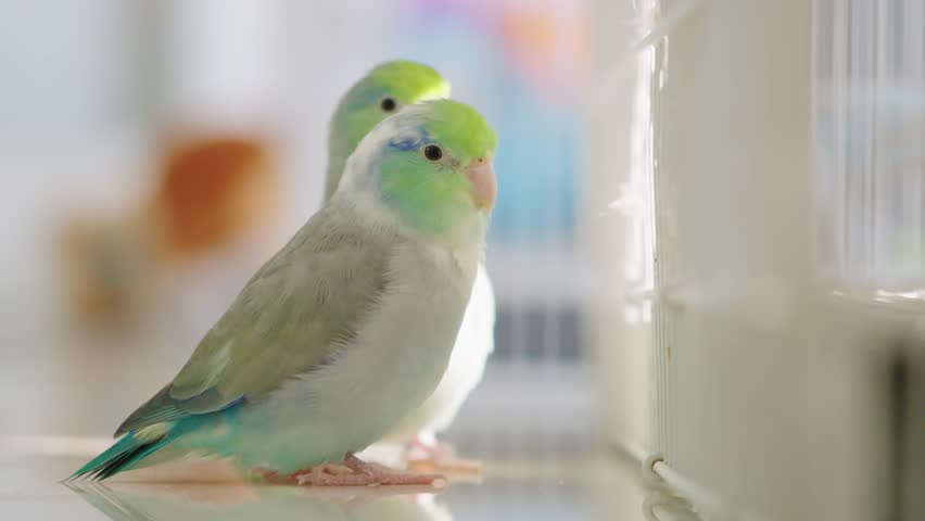 Brightly colored forpus birds live freely inside the house. A small, cute bird with clean, pastel colors outside its cage. Royalty-Free Stock Footage #3431724493