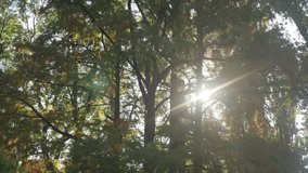 Autumn forest scene  - Sun through the tree branches slow tilt 