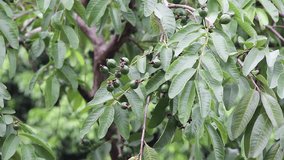 Guava fruits and leaves sway in the wind at the garden