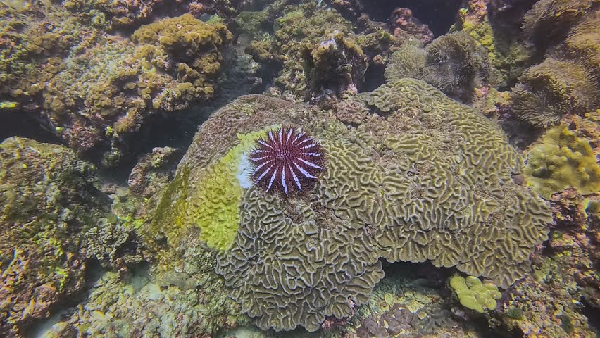 Deadly beauty, the Crown-of-Thorns Starfish (Acanthaster) preys on coral, growing up to 80cm. Regenerates limbs, thrives in warm climates, and devastates coral reefs.  Royalty-Free Stock Footage #3431749543