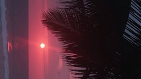 Vertical timelapse. Ocean at sunset. Red sun sets over the horizon. Scenic seascape with palm tree. Nature background. 