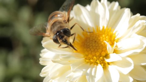 Macro, Beautiful Bumble-Bee Pollinating Wonderful Flower in Summer