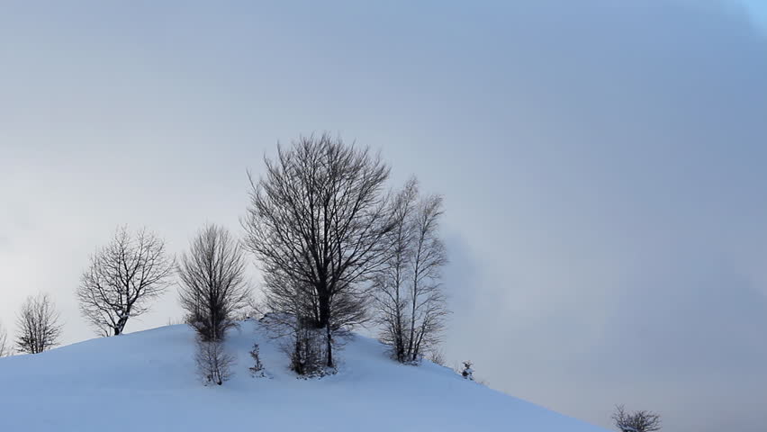 Winter trees on the hill