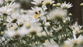 Vintage colour. Beautiful daisy flowers with the vintage background. This clip has been graded and done like this for the effect of a old film. Dirt, grain, noise and blur added for authenticity
