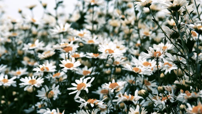 White Daisy Flower. Royalty High-quality Stock Footage Video (100%