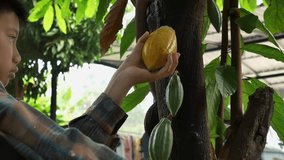 Cocoa farmer use pruning shears to cut the cacao pods or fruit ripe yellow cacao from the cacao tree. Harvest the agricultural cocoa business produces.4k video