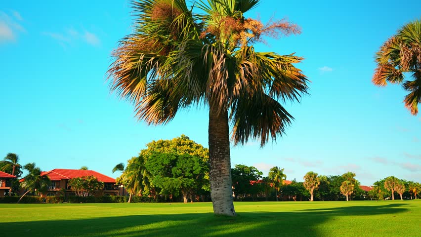 A walk through a tropical park with bright exotic trees. Green grassy lawn. Sun rays on tree branches. Palm branches against the blue sky. Shadows of palm trees on the grass.