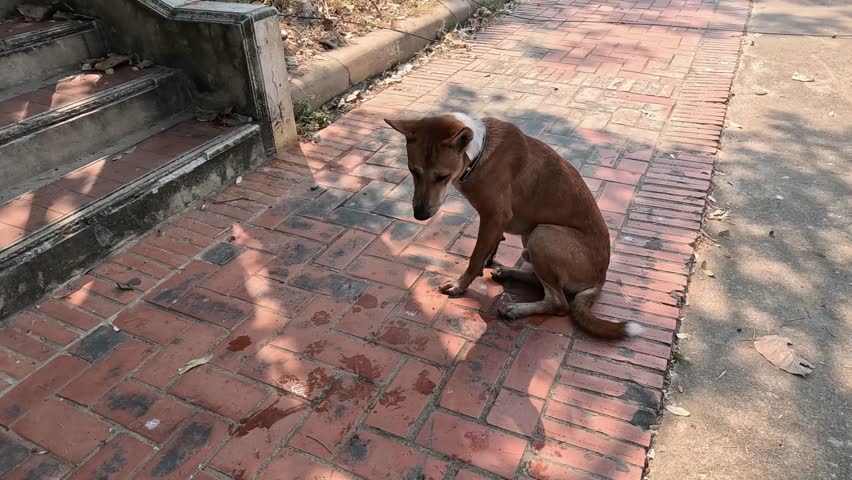 A stray dog walks and sniffs around a pathway.