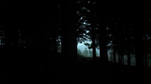 Dark Coniferous Forest In Wilderness の動画素材 ロイヤリティフリー Shutterstock