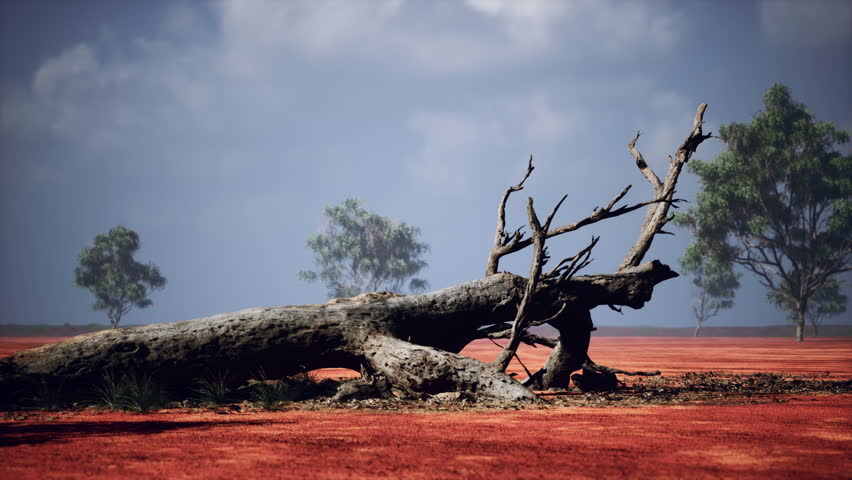 Large Acacia trees in the open savanna plains of Namibia