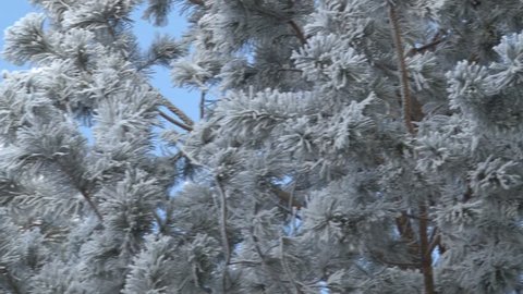 pines and fir-trees in the wood have become covered with hoarfrost in the frosty morning. It creates the atmosphere of purity and the fairy tale. Needles of coniferous trees are filled up with snow cr