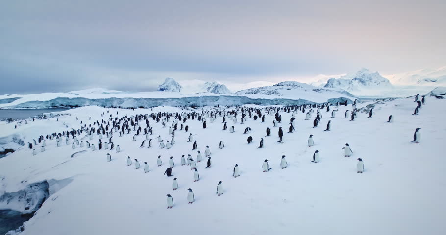 Gentoo penguin colony in South Pole, Antarctica Peninsula. Big group wild animals resting on snowy hill, cold ocean and mountains in background. Explore Arctic wildlife conservation, travel, explore Royalty-Free Stock Footage #3432187401