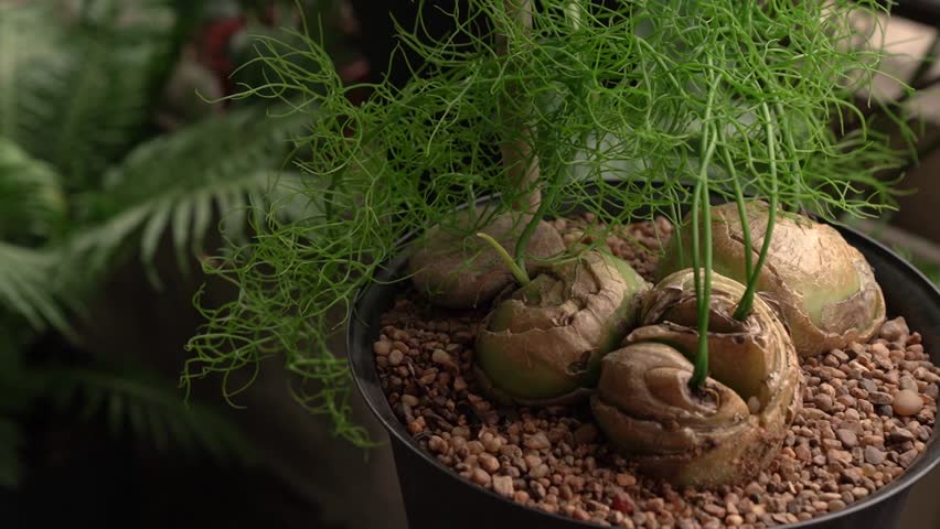 Exotic succulent plants. Closeup view of Bowiea volubilis, also known as climbing onion, bulbs and green stems growing in a black pot in the urban garden.