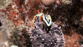 Colorful underwater sea slug Chromodoris quadricolor in clear water of Red Sea. Watching relaxing beautiful video of underwater world and its marine life is truly inspirational.