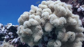 Underwater flora with soft corals in underwater landscapes of Red Sea. Coral formations and reef ecosystems in marine biodiversity on seafloor of Red Sea. Enjoy calming serene underwater video.