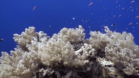 Mesmerizing beauty of white soft coral on clear blue underwater background. Beauty of underwater world is emphasized by combination of delicate white shade of coral and blue color of water. Red Sea.