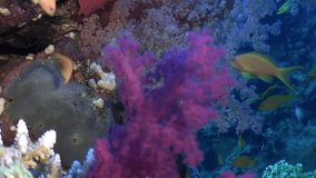 World of serenity in mesmerizing video that demonstrates charm of fish. Underwater paradise where you can enjoy beauty of fish and corals shown in this fascinating video. Red Sea.