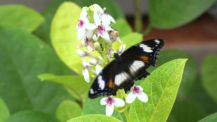 Butterfly. Beautiful butterflies. Butterfly close up. Insects butterflies concept. A butterfly is sitting on a flower. Macro.