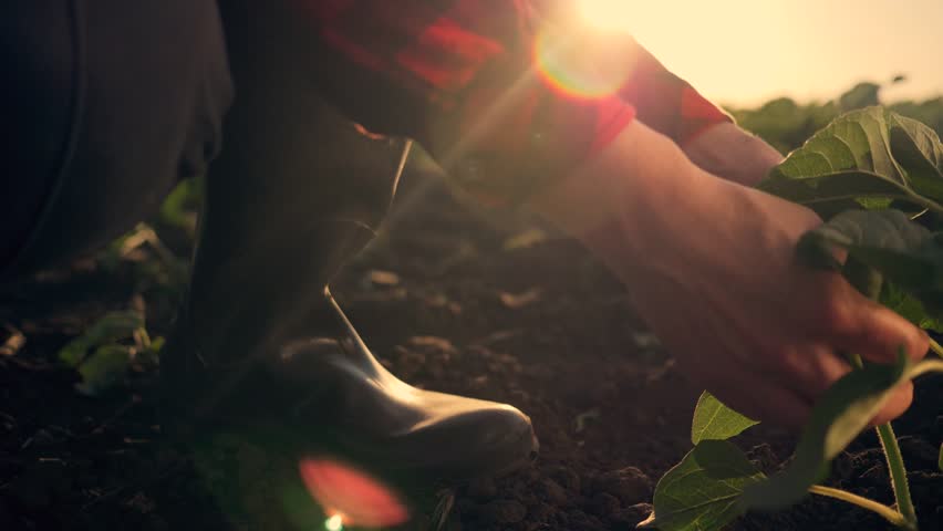 Farmer's hands. A farmer in rubber boots takes care of plants in a field at sunset. Farmer work with his hands with plants on fertile soil. A gardener in rubber boots works on a plantation. Royalty-Free Stock Footage #3432322311