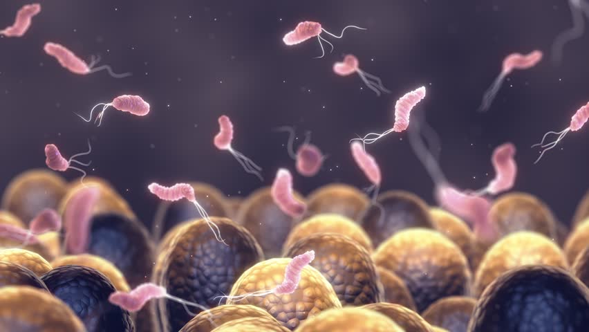 Helicobacter Pylori is a gastrointestinal bacterium that can affect the stomach lining and cause ulcers or even cancer. Gastrointestinal bacteria and gut microbiome composition Royalty-Free Stock Footage #3432323703