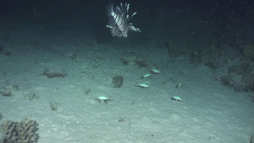 Underwater world unveils its secrets with striped lionfish in Red Sea. Explore underwater wonders of sea with beautiful fish. Fish graces clean and transparent waters of Red Sea.