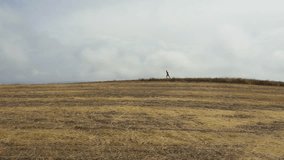 Cinematic aerial view of a sport man running on a countryside road - Drone video of a young sportsman guy doing fitness activities outdoors with concepts of sport, healthy lifestyle and wellbeing - Powered by Shutterstock - Get 15% off with code: PIKWIZARD15